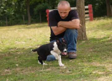 chiot border collie dclar